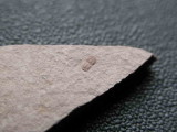 Peronopsis - Cambrien (3x2 mm)