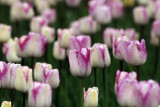 Variegated Tulips 1