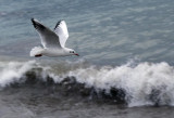 Seagulls in Sanremo 4