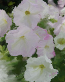 Pink Petunias