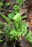 Jack In The Pulpit