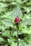 Purple Trillium