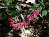 Bleeding Heart