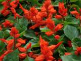 Salvia