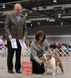 3pt Major, Judge Mr Joe Walton, CH Adventures Bringing Down The House CANNON 13mo & 1day
