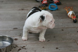 8 week old Angus sired Puppy