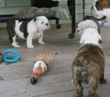 8 week old Angus sired Puppy's