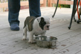8 week old Angus sired Puppy