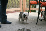 8 week old Angus sired Puppy