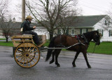 new cape cart hitched to morgan/perch-stephen stoltzfus whip