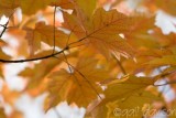 golden leaves