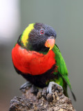 Loriquet arc-en-ciel - Rainbow lorikeet