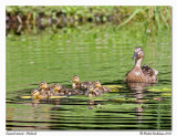 Canard colvert Mallard