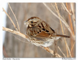 Bruant chanteur <br> Song sparrow