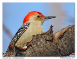 Pic  ventre roux - Red bellied woodpecker