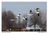 Oies des neiges <br> Snow geese