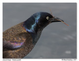 Quiscale bronz <br> Common grackle