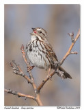 Bruant chanteur <br> Song sparrow