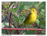 Paruline jaune <br/> Yellow warbler