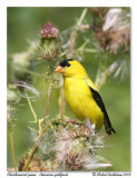 Chardonneret jaune <br/> American goldfinch