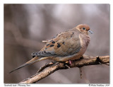 Tourterelle triste <br> Mourning Dove