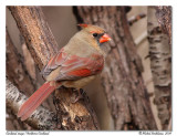 Cardinal rouge <br> Northern Cardinal