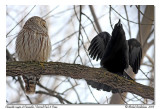 Chouette & corneille <br/> Barred owl & Crow