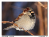 moineau domestique <br> House Sparrow