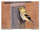 Chardonneret jaune <br> American Goldfinch