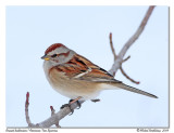 Bruant hudsonien <br/> American tree sparrow