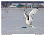 Harfang des neiges <br/> Snowy owl