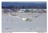 Harfang des neiges <br/> Snowy owl