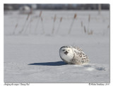 Harfang des neiges <br/> Snowy owl