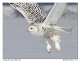 Harfang des neiges <br/> Snowy owl