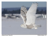 Harfang des neiges <br/> Snowy owl