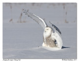 Harfang des neiges <br/> Snowy owl