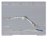 Harfang des neiges <br/> Snowy owl