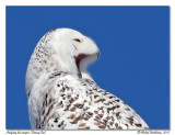 Harfang des neiges <br/> Snowy owl