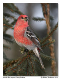 Durbec des sapins <br> Pine Grosbeak