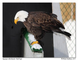 Pygargue  tte blanche <br> Bald Eagle