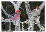 Durbec des sapins <br> Pine Grosbeak