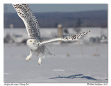 Harfang des neiges <br/> Snowy Owl