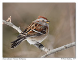 Bruant hudsonien American Tree Sparrow