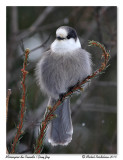 Msangeai du Canada <br> Gray Jay