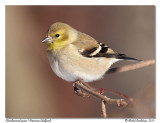 Chardonneret jaune <br/> American Goldfinch