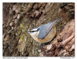 Sitelle  poitrine rousse <br> Red-breasted Nuthatch