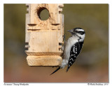 Pic mineur <br> Downy Woodpecker