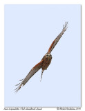 Buse  paulettes <br/> Red-shouldered Hawk