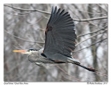 Grand hron <br> Great blue heron