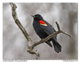 Carouge  paulettes <br/> Red-winged Blackbird